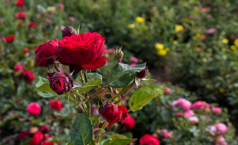 field with red roses both in bud and in full bloom by ChrisWillemsen