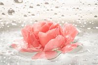 Flower in water