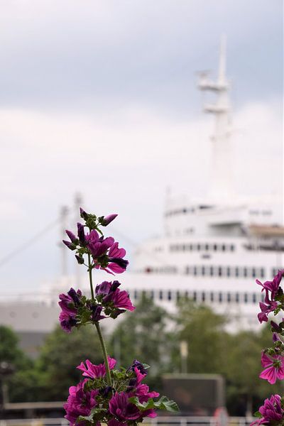 SS Rotterdam von Fons Hayes
