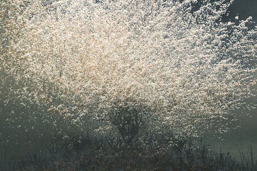 Blüte von Yanuschka | Fotografie Noordwijk