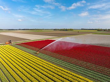 Tulips in a field sprayed by a water sprinkler by Sjoerd van der Wal Photography