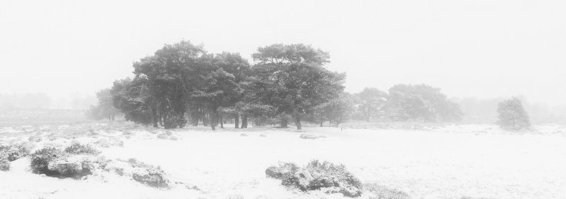 Een panorama van een koude en mistige winter ochtend op het Balloërveld in Drenthe. Sneeuw bedekt de van Bas Meelker