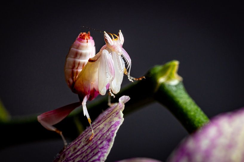 Larve einer Orchideen Gottesanbeterin von Roland Brack