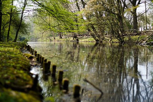 Bomen bij het water