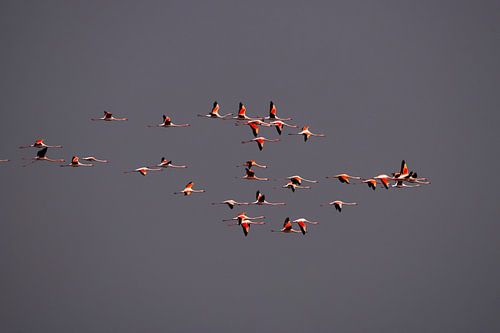 flamingo's in flight by Willemijn Wolthaus