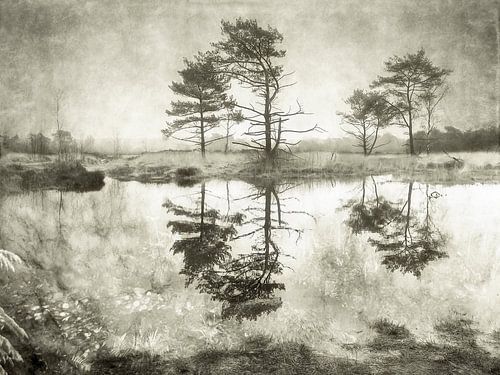 Grenzpark Kalmthoutse Heide