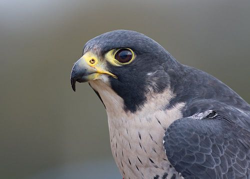Voldaan