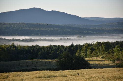 Een mist op een zomerse ochtend