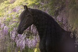 Friesisches Pferd zwischen Glyzinien | Pferdefotografie