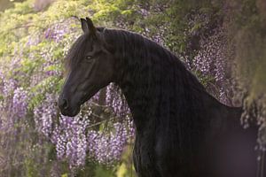 Fries paard tussen blauwe regen | paardenfotografie