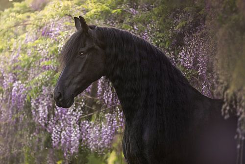 Cheval frison parmi les glycines | photographie équestre sur Laura Dijkslag
