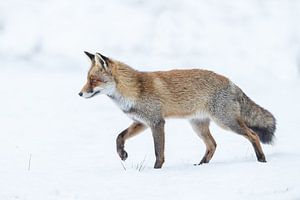 Vos lopend over de sneeuw