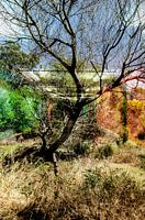 Arbre tunnel