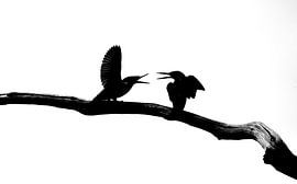 kingfishers by Andy van der Steen - Fotografie