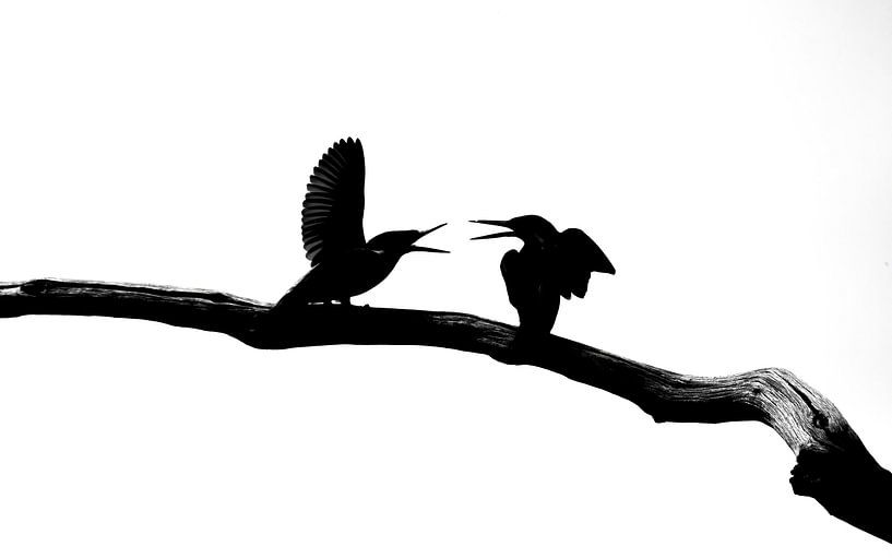 kingfishers by Andy van der Steen - Fotografie