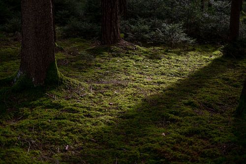 er is altijd een licht