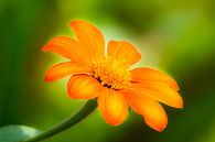 Orange Blüte einer Gerbera von ManfredFotos Miniaturansicht