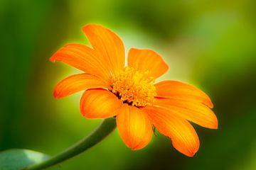 Orange flower of a gerbera by ManfredFotos