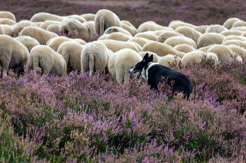 Chapeaux de mouton par Frans Van der Kuil