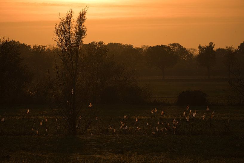 Zonsondergang achter bomen van Martin Köbsch