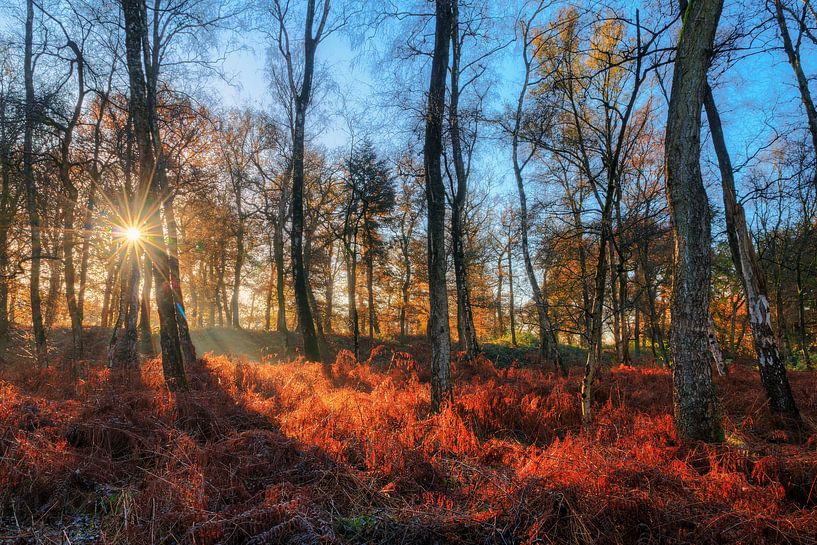 Lever de soleil dans la forêt en automne avec un ciel bleu par Dennis van de Water