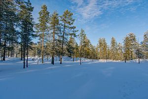 Schitterend sneeuwlandschap