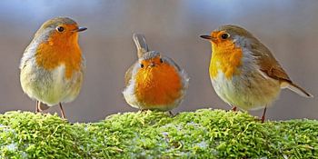Robins