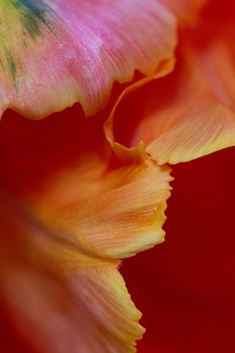 Close up van bladeren, abstract