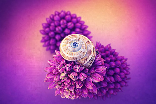 Silent Bloom – Rust in het kleurenspel