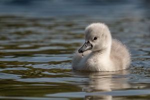 Cygne poussin