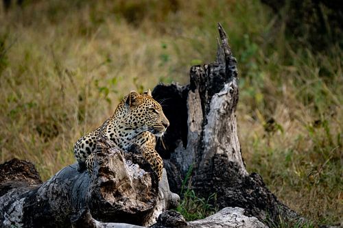 Resting leopard