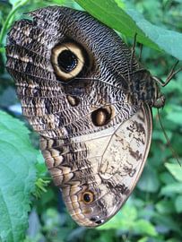 pauwoog vlinder by John Schouwink