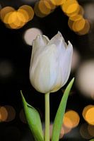 Tulp