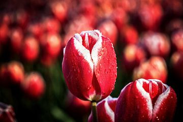 Rood met witte tulp in de flevo polder van Fotografiecor .nl