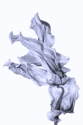 Fading Nature 18