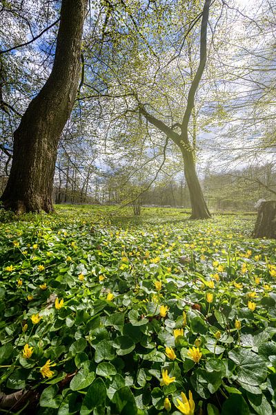 Lente in het stadsbos van Marc-Sven Kirsch