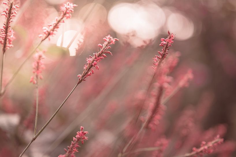 fleurs partie 219 par Tania Perneel