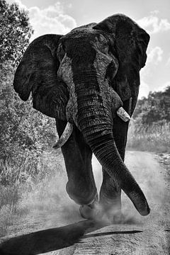 Zwart wit foto van een aanvallende ( aanrennende ) olifant van Chi