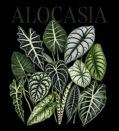 Illustration botanique d'une alocasia sur RMPGEMS
