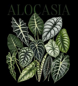 Alocasia Botanical Illustration
