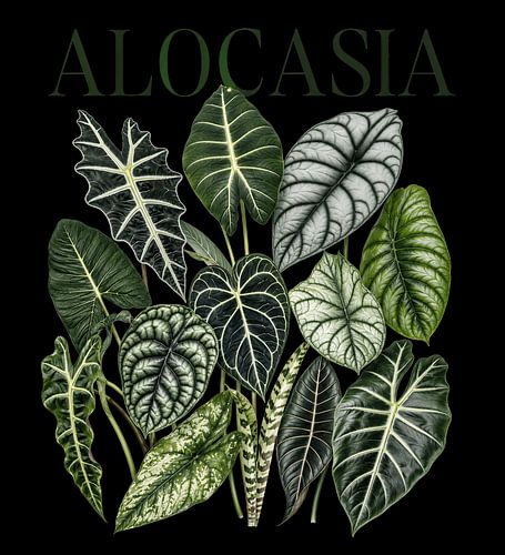Botanische Illustration einer Alocasia