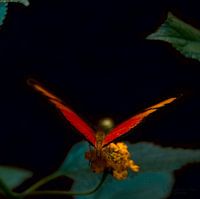 Vlinder: Oranje Passiebloemvlinder ( Dryas Lulia )