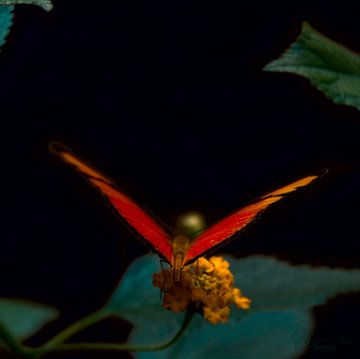 Schmetterling: Oranger Passionsblumenfalter ( Dryas Lulia ) von Guido Heijnen