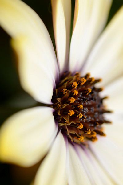 Dichtbij par Foto Facet