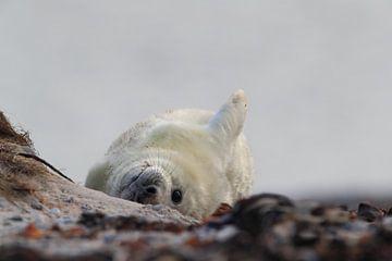 Grijze zeehond (Halichoerus grypus) Pup, in de natuurlijke habitat, Helgoland Duitsland van Frank Fichtmüller