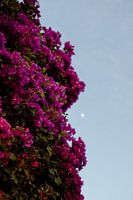 Flowers, Madeira