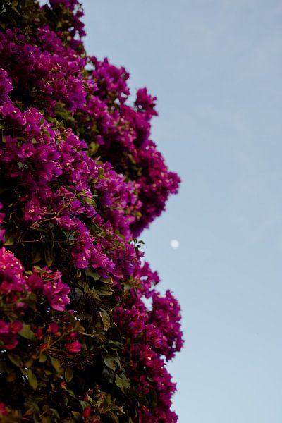 Flowers, Madeira by Meike Molenaar