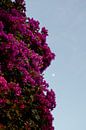 Flowers, Madeira by Meike Molenaar thumbnail
