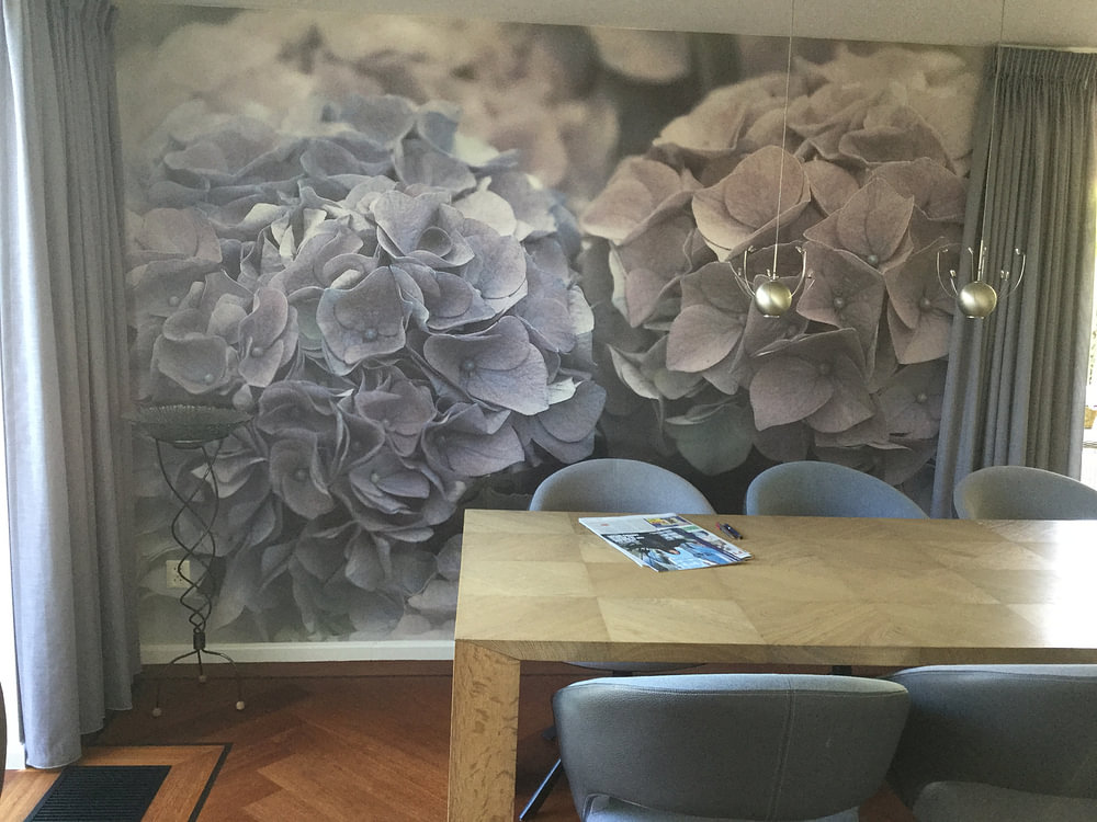 Hortensia 