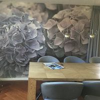 Photo de nos clients: Hydrangea par Mrs van Aalst